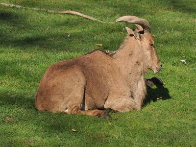 Barbary Sheep