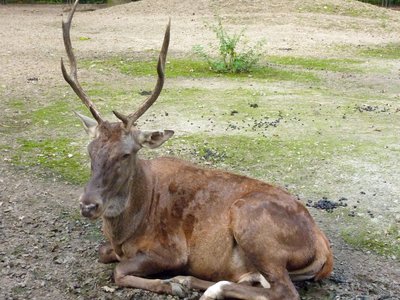 Barbary Stag