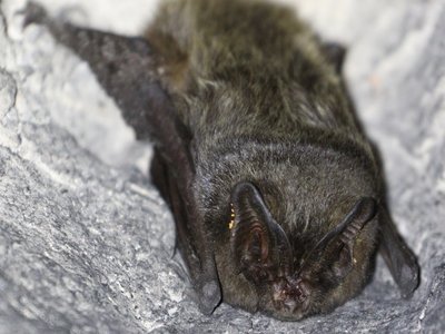 Barbastelle Bat