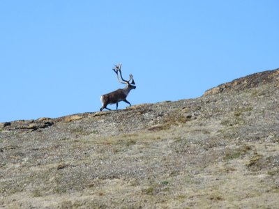 Barren Ground Caribou