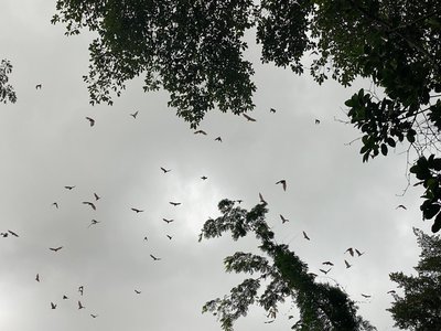 Bats of Africa