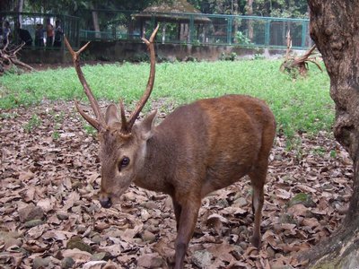 Bawean Deer