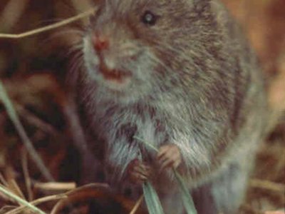 Beach Vole