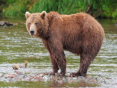 Bear