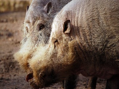 Bearded Pig