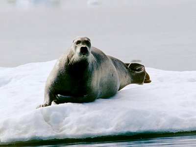 Bearded Seal