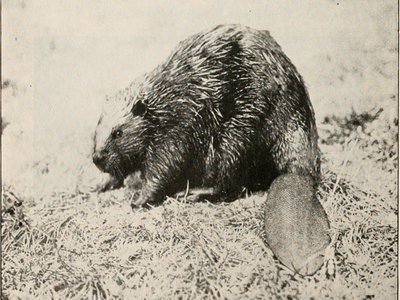 Beaver Mouse