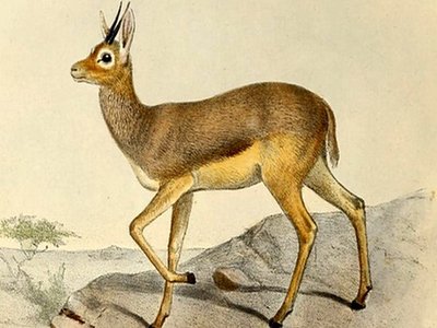 Beira Antelope