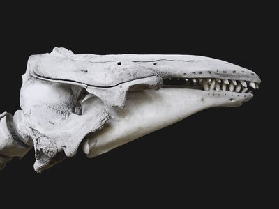 Beluga Whale