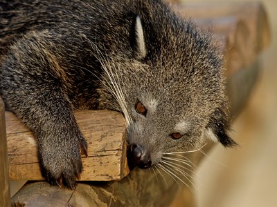 Binturong