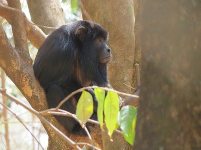 Black Howler Monkey