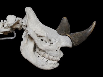 Black Rhinoceros