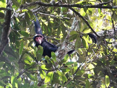 Black Spider Monkey