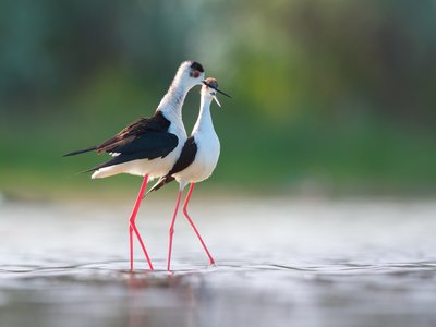 Black Stilt