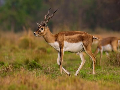 Blackbuck