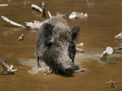Boar