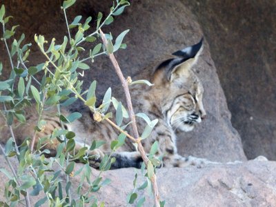 Bobcat