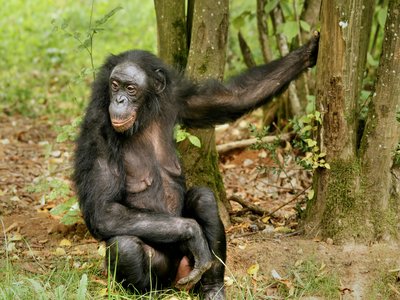 Bonobo