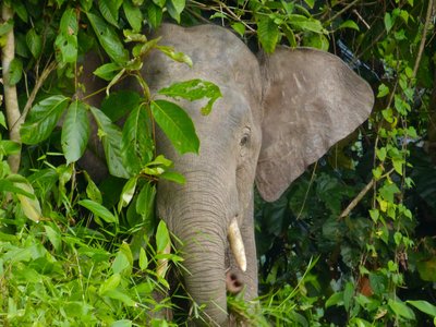 Borneo Elephant