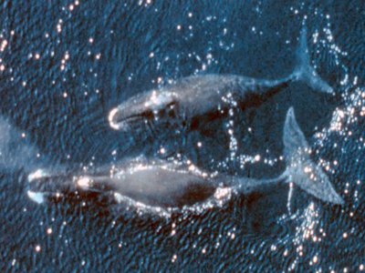 Bowhead Whale
