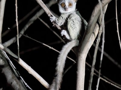 Bushbaby