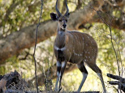 Bushbuck