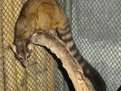 Cacomistle