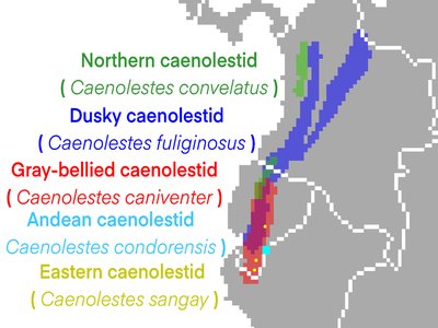 Caenolestes