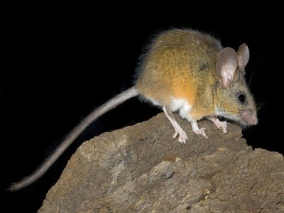 California Mouse
