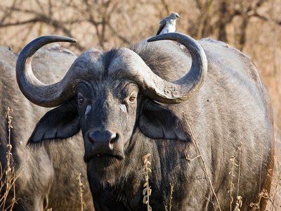 Cape Buffalo