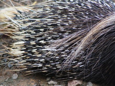 Cape Porcupine