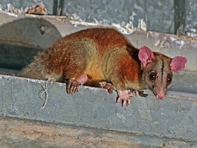 Central American Woolly Opossum