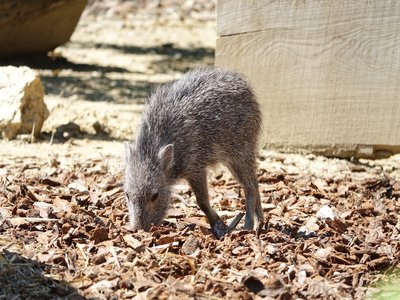 Chacoan Peccary