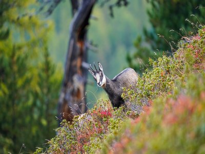 Chamois