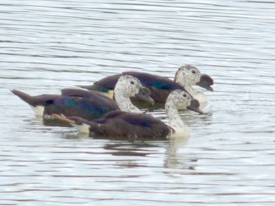 Comb Duck