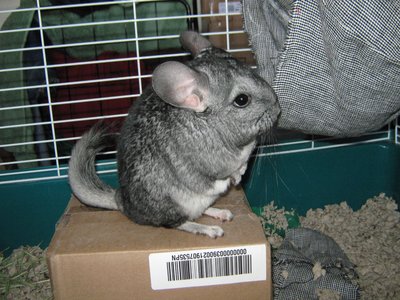 Common Chinchilla