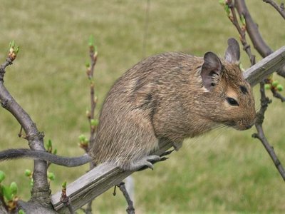 Common Degu