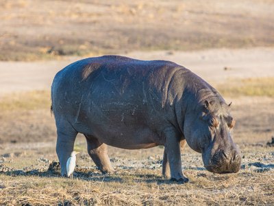 Common Hippopotamus