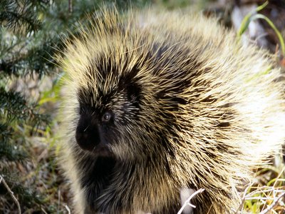 Common Porcupine