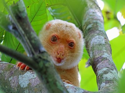 Common Spotted Cuscus