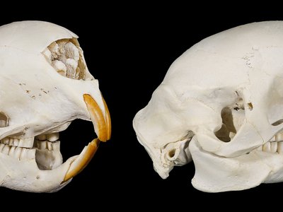 Crested Porcupine