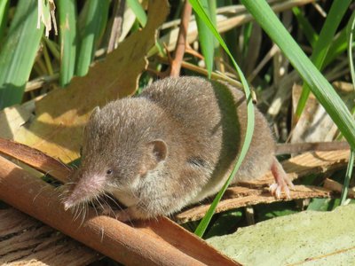 Crocidura Shrew