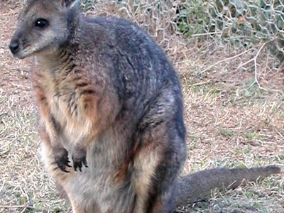Dama Wallaby