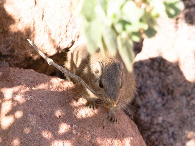 Dassie Rat