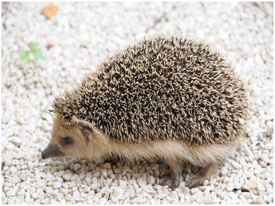 Daurian Hedgehog