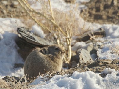 Daurian Pika
