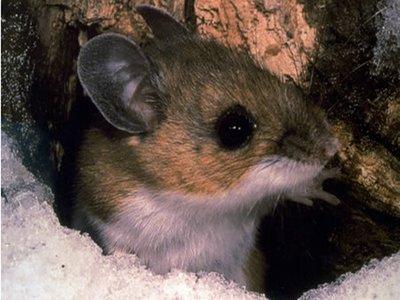 Deer Mouse