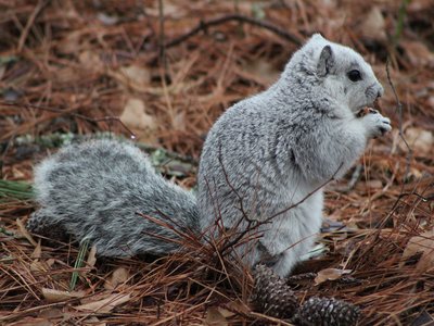 Delmarva Fox Squirrel