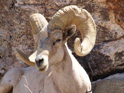 Desert Bighorn Sheep