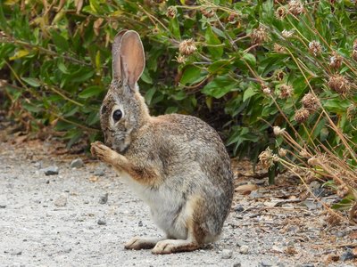 Desert Cottontail